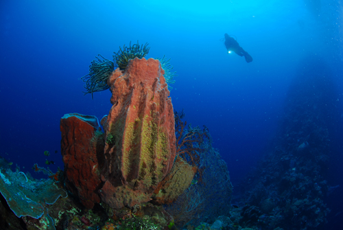 Wide angle underwater photography lighting