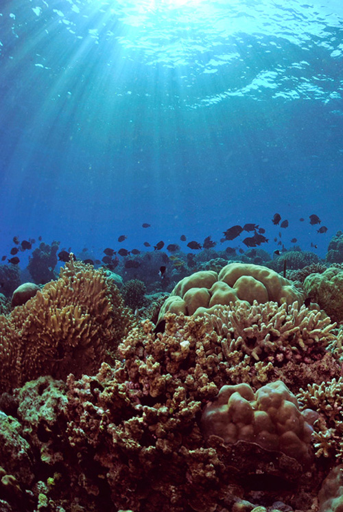 Natural Light underwater photography