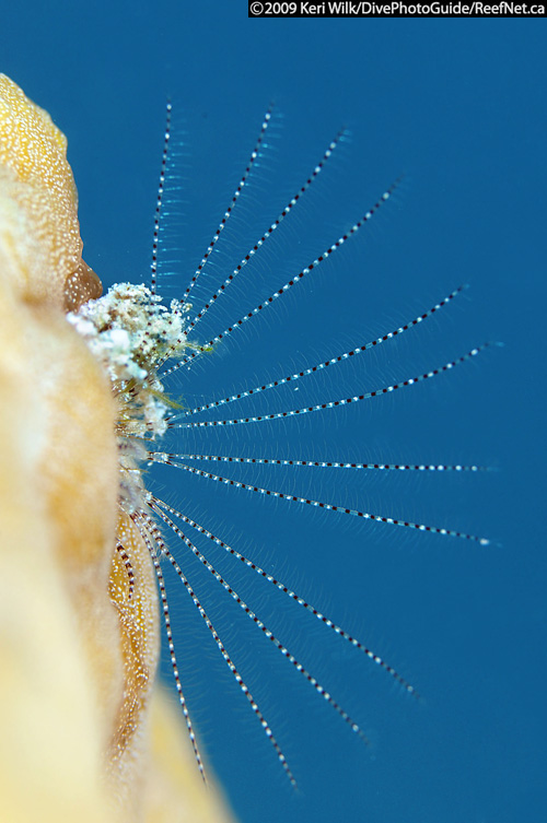 Underwater Photography Super Macro Blue Background