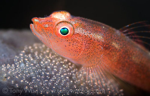 Underwater Super Macro Goby - Tony Wu