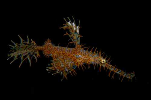 ornate ghost pipefish by Matt Weiss