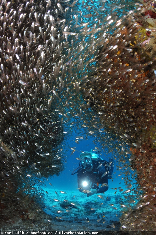 Keri Wilk self-modeling underwater photograph