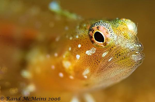 Underwater Super Macro Goby - Rand McMeins