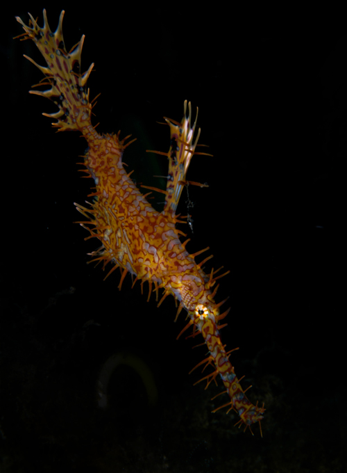 ornate ghost pipefish by Matt Weiss