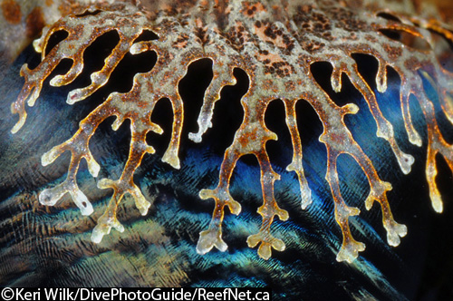 Crocodile fish underwater photograph