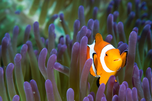 clownfish underwater photograph by Matt Weiss