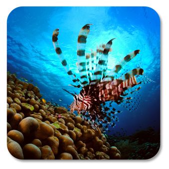 underwater picture - lionfish coral reef