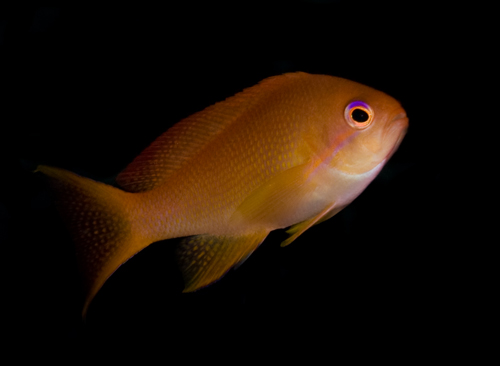 anthias with black background underwater photograph by Matt Weiss