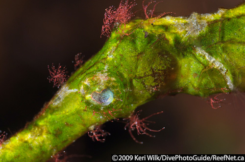 Underwater super macro pipefish