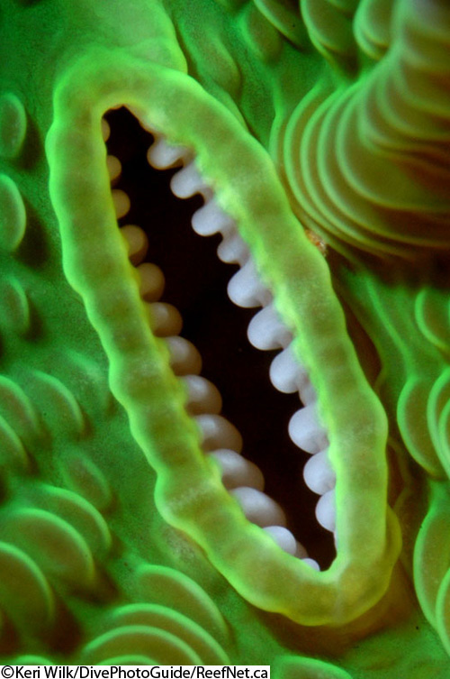 Abstract underwater photograph of coral