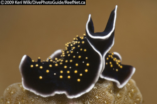 Underwater super macro flat worm