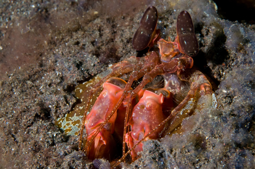 mantis shrimp underwater photograph by Matt Weiss