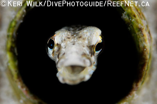 Underwater Super Macro Blenny - Keri Wilk