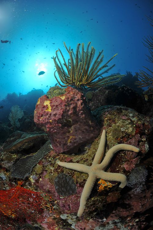 underwater wide angle photo