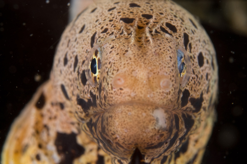 eel photograph by Matt Weiss